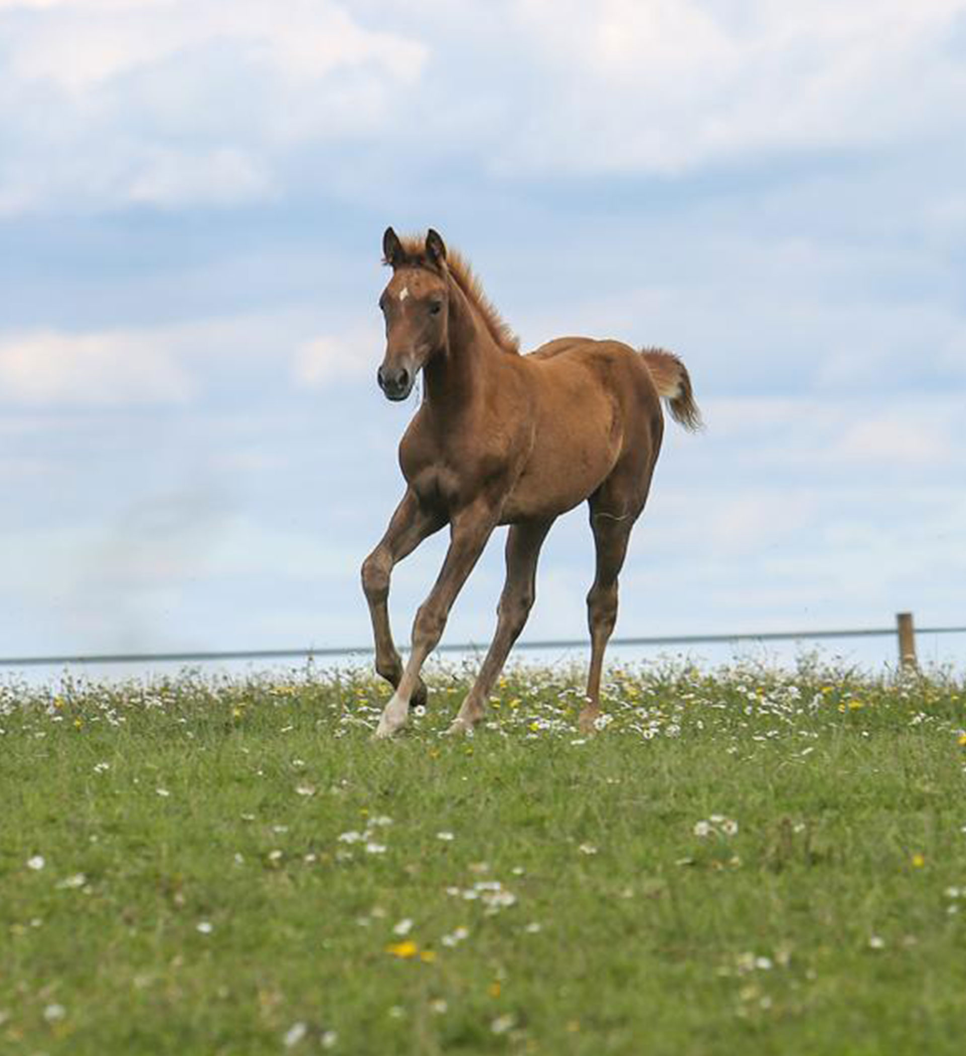 Breeding Season